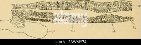 Un système d'obstétrique . Une partie de la section verticale transversale à travers la région Embryonnaire de la zone Pellncida d'aChick, Bhorly avant la formation de la médullar; rainure et notochord : ?», ligne médiane de section ; ep, épiblaste; U, cellules de couche inférieure hypoblaste primitive) pas encore assez différentiatedans le mésolasl et l'hypoplast. (De Balfour.) cellules mésoblastes dans la zone embryonnaire séparée de l'axe antéro-postérieur de l'hypoblaste allongthe future chick (Figs. 26,27, ch), et forment Un Fio. 26.. Section verticale transversale à travers la région Embryonnaire de la zone Pellncida à l'époque Banque D'Images