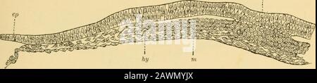 Un système d'obstétrique . Section transversale De L'Embryon de chick à travers gl) la Streak primitive, le blastoderme étant de l'âge de sortie identique à celui représenté à Pig. 21 (de Balfour). La section passe au milieu de la série primitive : pr.s, streak primitive ; ep, épiblaste ; hy, hypoblaste. LES PREMIÈRES ÉTAPES DU DÉVELOPPEMENT. 107 coïncide avec le long axe du futur embryon. L'embryon, comme jamais, se développe entièrement devant la série primitive, l'extrémité avant de la Fig. 23.. Fig. 24. Section transversale verticale à travers la Streak primitive de Poules En Développement oeuf, après les lateraloutgrowths du mésobl Banque D'Images