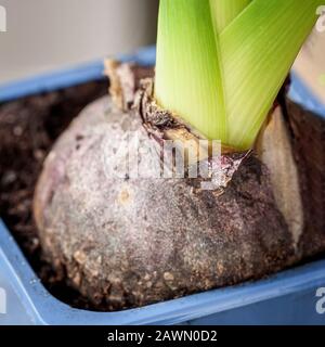 Bulbe de fleurs avec des tiges vertes se rapprochez dans un pot. Printemps, loisirs à la maison, concept de jardinage. Banque D'Images