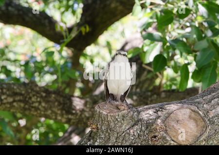 Vue frontale d'un mockingbird brun craie, mimus satuninus, debout sur un tronc d'arbre, dans la réserve écologique de Costanera sur, à Buenos Aires, Arge Banque D'Images