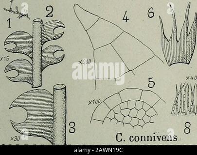 Flore analytique et descriptif des hépatiques de France et des contre-marins . G. hibemica. C. connivens Banque D'Images