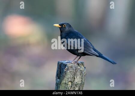 Commun mâle Blackbird Turdus merula en parfait état perching sur un poteau en bois dans le profil Banque D'Images