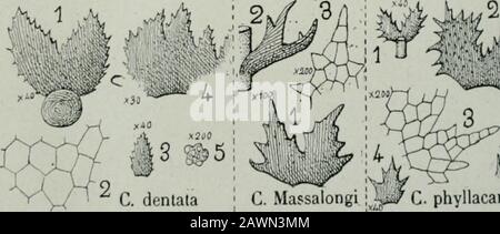 Flore analytique et descriptif des hépatiques de France et des contre-marins . c. Turneri. Banque D'Images