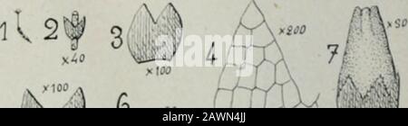 Flore analytique et descriptif des hépatiques de France et des contre voisines . c. myrianlha / f 8 Banque D'Images