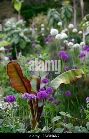 allium Mount everest,allium Purple sensation,Ensete ventricosum Maurelii,blanc violet alliums,noir éthiopien banane,mélange,mixte,oignons ornementaux,orna Banque D'Images