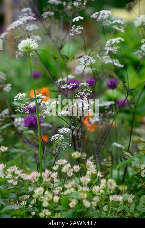 allium mount everest,allium pourpre sensation,anthriscus sylvestris ravenswing,pourpre,feuilles,feuillage,blanc,fleurs,euphorbia griffithii fireglow,orang Banque D'Images