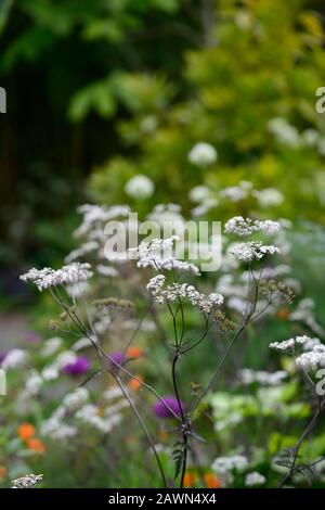 Allium hookeri Zorami,allium Purple sensation,anthriscus sylvestris ravenswing,violette,feuilles,blanc,fleurs,euphorbia griffithii fireglow,orang Banque D'Images