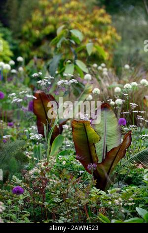 Ensete ventricosum Maurelii,Allium Mount everest,allium pourpre sensation,anthriscus sylvestris ravenswing,pourpre,feuilles,feuillage,blanc,fleurs,blanc a Banque D'Images