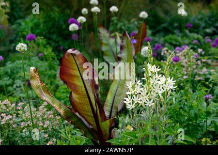 Camassia leichtlinii alba,Ensete ventricosum Maurelii,allium Mount everest,allium pourpre sensation,blanc et Alliums pourpres, banane noire éthiopienne, mi Banque D'Images