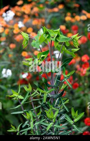 Euphorbia lathyris,presse-papier,presse-papier,presse-papier,geum mme bradshaw,geum totalement mandarine,vert rouge orange,fleurs,fleur,floraison,combinaison,RM Banque D'Images