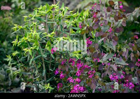 Euphorbia lathyris,presse-papier,presse-papier,demande-papier,honnêteté pourpre,Lunaria annua Chedglow,honnêteté pourpre,fleurs,fleur,flowring,combinaison,RM Flora Banque D'Images