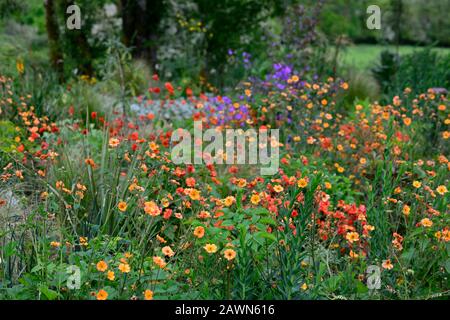 Geum totalement mandarine,geum scarlet tempest,orange rouge,fleurs,fleur,floraison,combinaison,RM Floral Banque D'Images