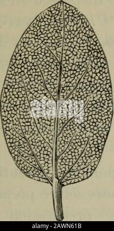 Journal américain de pharmacie . Branche de Frankenia grandi-folia (taille naturelle). Montant Jour.Pharm.Oct., 1882. Notes Pratiques. 515 mais linéaire sur la section transversale, les couches de la bête, cependant, ne s'étendant pas à l'épiderme mais se terminant par une strate de tissu de collenchyme, qui se propage sous l'épiderme et s'étend souvent à la collenchyme de. Banque D'Images