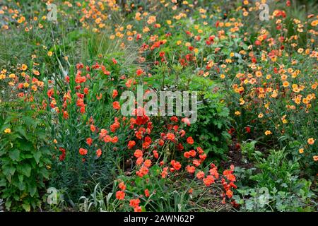 Geum totalement mandarine,geum scarlet tempest,orange rouge,fleurs,fleur,floraison,combinaison,RM Floral Banque D'Images