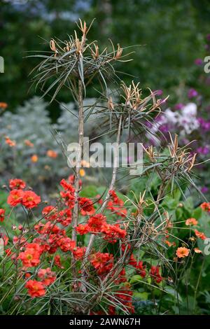 OLEARIA LACUNOSA,tempête de cramoisi geum,orange rouge,fleurs,fleur,floraison,combinaison,RM Floral Banque D'Images