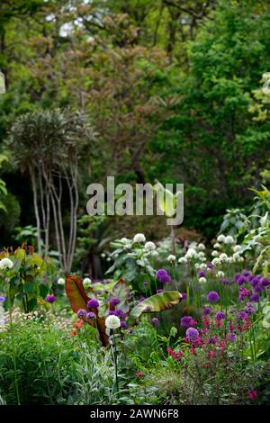 Ensete ventricosum Maurelii,allium Mount everest,allium pourpre sensation,anthriscus sylvestris ravenswing,pourpre,feuilles,feuillage,blanc,fleurs,blanc a Banque D'Images