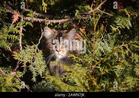 le chat de voisin stacking Banque D'Images