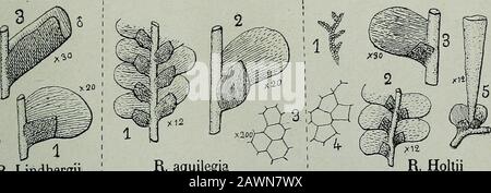 Flore analytique et descriptif des hépatiques de France et des contre-marins . R. Lindbergii 1 R- aquilegia Banque D'Images