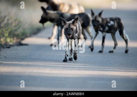 Groupe de chiens sauvages africains marchant sur la route avec un arrière-plan flou Banque D'Images