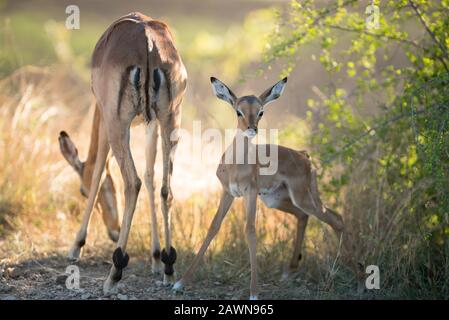 Belle photo d'une mère antilope mangeant des herbes avec un face d'alerte de l'antilope de bébé Banque D'Images