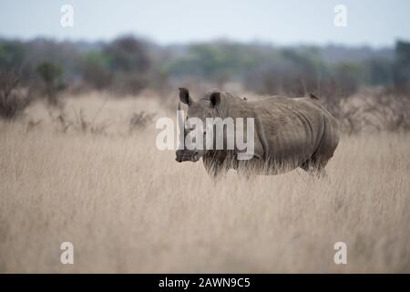 Belle photo de rhinocéros debout seul dans un champ de brousse avec un arrière-plan flou Banque D'Images