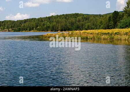 Belle forêt fraîche et glade avec Tansy jaune Tanaceum vulgare fleurs sur la rive du lac artificiel de montagne Vlasina, sud-est de la Serbie Banque D'Images