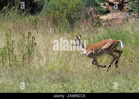 Cerf traversant l'herbe sur un paysage au sud Afrique Banque D'Images
