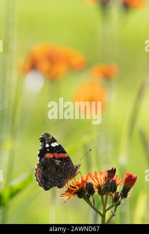 Un papillon amiral rouge (Vanessa Atalanta) Assis sur des fleurs de renard et de Cubs, ou bit de faucon orange (Pilosella Auranantiacum) Banque D'Images