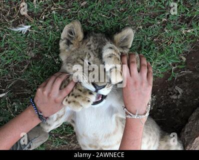 Personne jouant avec un lion cub allongé sur l'herbe Banque D'Images