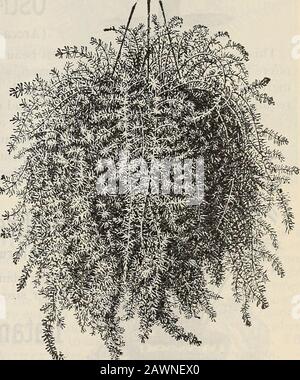 Nouveau guide floral : automne 1901 . soie ou dentelle de qualité supérieure. Les frondes conservent leur fraîcheur *^ pendant des semaines lors de la coupe, et sont grandement admirées pour les décorations florales EN PLUMES D'ÉMERAUDE D'ASPERGES. Une plante extrêmement belle pour la maison et la véranda, et se développera bien dans la thétemperature d'un salon ordinaire. Entièrement inégalé pour la grâce et la beauté de ses frondes de lovelystentydike. Prix, belles plantes thrifty, 15 et 20 c. Chacune; 1,50 $ et 2,00 $ par douzaine, postpaidplus taille, 35 c. Chacune; 3,50 $ par douzaine, par express. GRYPTOMERIA JAPONIGA, japon cèdre: Un nouvel Evergreen décoratif pour House Cul Banque D'Images