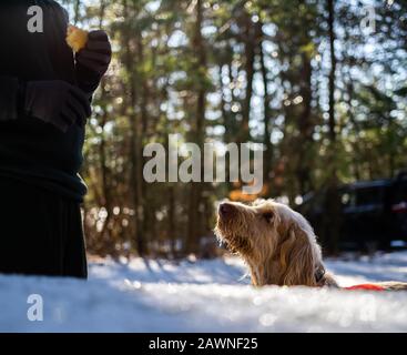 Un Chien De Birding Attend Patiemment Un Traitement Au Déjeuner Banque D'Images
