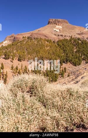 Roches volcaniques et végétaion près de Vilaflor, Tenerife, îles Canaries Banque D'Images