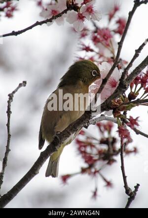 mejiro mignon sur la fleur de cerisier Sakura arbre à Tokyo, Japon Banque D'Images