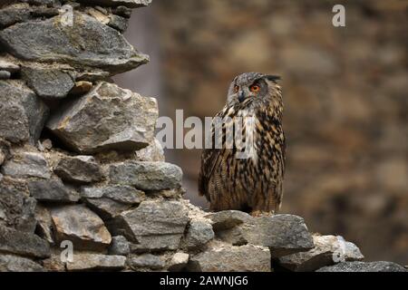 Un big brown hibou des marais se trouve sur un ancien mur de pierre. Bubo bubo, Close up. Grand-duc Banque D'Images