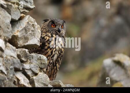 Un big brown hibou des marais se trouve sur un ancien mur de pierre. Bubo bubo, Close up. Grand-duc Banque D'Images