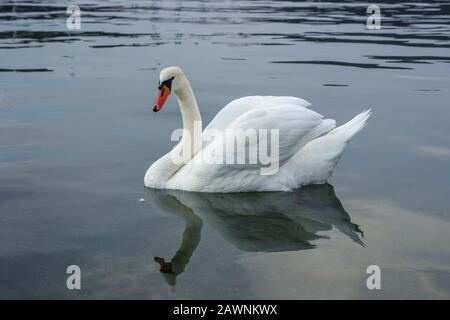 Gros plan d'un cygne blanc sauvage gracieux dans un lac et réflexion. Banque D'Images