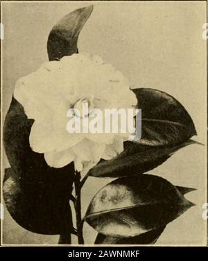 Jardinage en Californie, paysage et fleur . d Japon. Il pousse dans n'importe quel bon sol, qui est bien drainé, et préféra bien-abritée situation. Propager en semant les graines pendant le printemps dans un cadre froid, couvrant les graines à la profondeur d'un quart de pouce; aussi par division des racines des plantes plus anciennes en hiver ou au début du printemps. 7(^ Arbres Et Arbustes Camellia. Un genre d'evergreentrees durs ou d'arbustes d'habitude élégante, portant de magnifiques fleurs varies-coloredflowers. Certains sont simples, manyare semi-double, et des centaines d'ofcépages ont des doubles fleurs dans les tons de rouge, rose, andblanc ou belle Banque D'Images