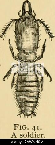 La vie des insectes; une introduction à l'étude de la nature et un guide pour les enseignants, les élèves et les autres intéressés par la vie hors de la porte . Fig. 38.—une Fig. À la mouche de pierre. 39.—une nymphe de l'astone-Fly. Repliée au repos. Fig. 38 représente l'un des membres de la thelarger de cet ordre avec les ailes de la propagation en bordure de mer, et la Fig. 39 représente une nymphe. Workon ces insectes sont décrits dans le chapitre sur BrookLife. CLASSIFICATION DES INSECTES. ^7. Banque D'Images