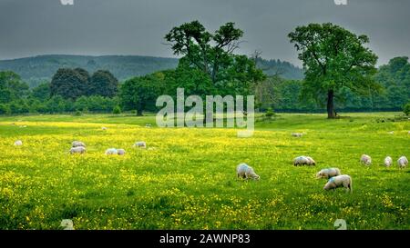 Moutons dans la prairie à Shugborough Hall près de Cannock Chase, Angleterre, Royaume-Uni Banque D'Images