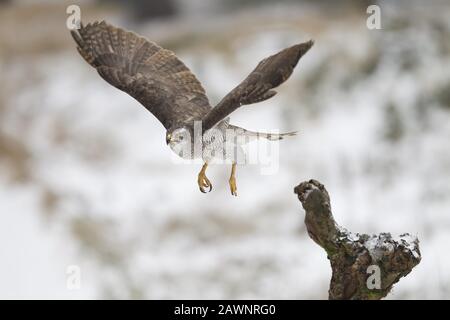 Autour des palombes (Accipiter gentilis) Banque D'Images