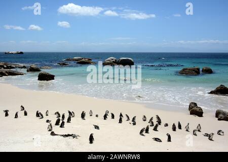 Colonie de pingouins africains à Foxy Beach, ville de Simon, Afrique du Sud. Banque D'Images