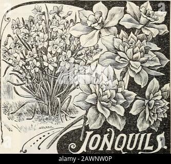 Nouveau guide floral : automne 1901 . TRITELIA UNIFLORA TRITELU UNIFLORA Spring- Starfiow^er—L'Une des fleurs blanches les plus charmantes de type fairj pour l'hiver. flo^-ers de type étoile blanche, à bordures et rayures fines avec bleu. Planté plusieurs fois à l'intérieur, le}* bloomfinel pendant des mois ; aussi fin pour la literie et le chant dans le fond ouvert, formant une masse d'amidons, fleurs du début du printemps tillété. 3 pour 5 cts., 15 cts par doz., postpayé. Bleu Tritelia—exactement comme ci-dessus, sauf que les fleurs sont lovelv bleu-violet, elles contrastent finement les unes avec les autres, et doivent être plantées ensemble si commode. Banque D'Images