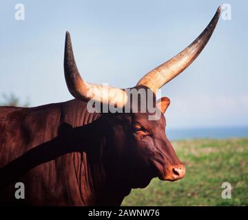 Bovins Ankole africains, gros taureau mâle avec cornes énormes, Bos tarus Banque D'Images