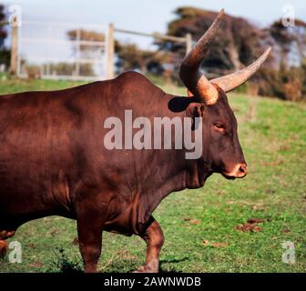 Bovins Ankole africains, gros taureau mâle avec cornes énormes, Bos tarus Banque D'Images