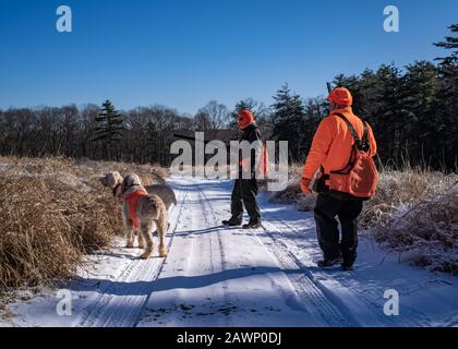 Mapleville Rhode Island, 20 Décembre 2019: Deux Chasseurs Regardent Leurs Chiens Sniffing Out A Bird Banque D'Images