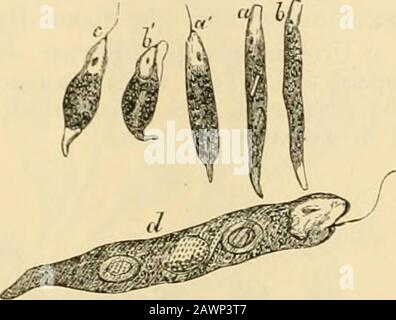 Lehrbuch der HygienSystematische Darstellung der Hygiene und ihrer wichtigsten Untersuchungs-methoden .. . Plus. 109. Fig. 110. D Euglena spirovra. Körper spiralig, mit zwei sehr großen Noyaux.Farce grün oder bräunlich. Bewegung und Verkauf von Kärnten und Verwaltung. Banque D'Images