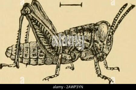 La vie des insectes; une introduction à l'étude de la nature et un guide pour les enseignants, les élèves et les autres intéressés par la vie hors de la porte . Fig. II. —Nymph de .l/;?/(Z«(?//7/j,première étape. (Après Emerton.). Frér. 12.—Nymphe de Melanopltis, deuxième étape. (Après Emerton.) Banque D'Images