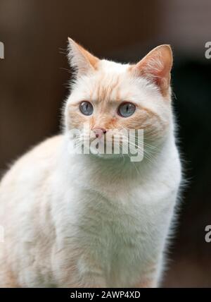 Portrait d'un chat aux yeux bleus Banque D'Images