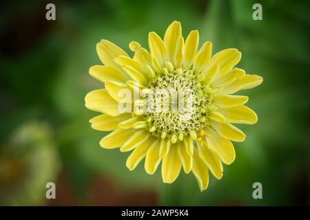 Zinnia elegans grandit dans le jardin de la maison. Banque D'Images