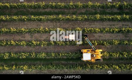 En regardant vers le bas sur la machine à vendanger mécanique avec le tracteur à mâcher et le bac en même temps que la cueillette des fruits récoltés. Banque D'Images